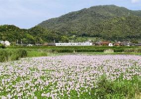 ピンク色の花と山の間を走っている白い電車の写真
