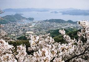満開の桜と街並みと瀬戸内海を一望している写真