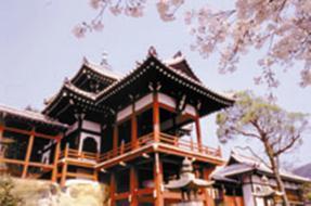 満開の桜と赤い普明閣の写真