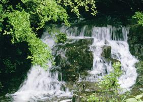 新緑の中を流れる賀茂川の滝の写真