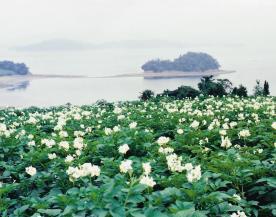 じゃがいも畑にじゃがいもの花が幾つも咲いている様子の写真