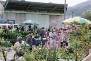 ピンク色の花が咲いているのを見ている観客の写真