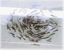 水槽に入った小さい魚が輪になって泳いでいる写真