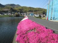 水際に芝桜が咲いている様子の写真