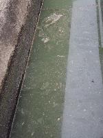 生活排水がそのまま流されている水路の写真3