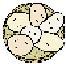 ジャガイモのイラスト