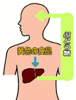 ぶどう糖の働きを示したイラスト