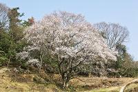 満開に咲いている大桜の写真
