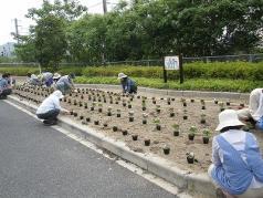 国道沿いの花壇にボランティアの人々が花を植えている様子の写真