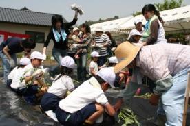 さつまいもを収穫している子ども達の写真