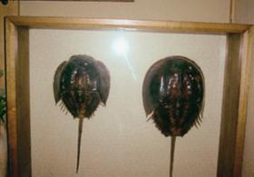 展示されているカブトガニ2匹の標本の写真
