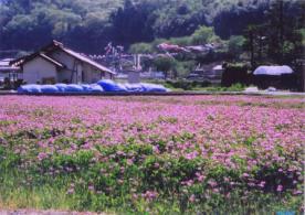 ピンク色の花が咲いた山の麓のレンゲ畑の写真