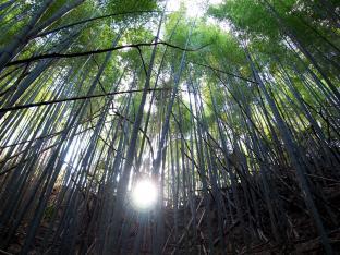 お日様に向かって竹が密集してそびえ立ってる写真