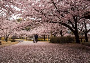 桜が満開に咲いている公園の写真