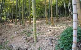 鬱蒼と生い茂っている竹林の写真