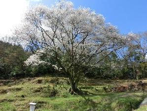 草木の中央にそびえ立つ宿根の大桜の写真