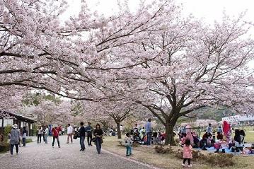 満開の桜を多くの人々が見物に訪れている様子の写真