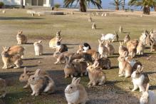 たくさんの動物が公園の芝生の上にいる写真