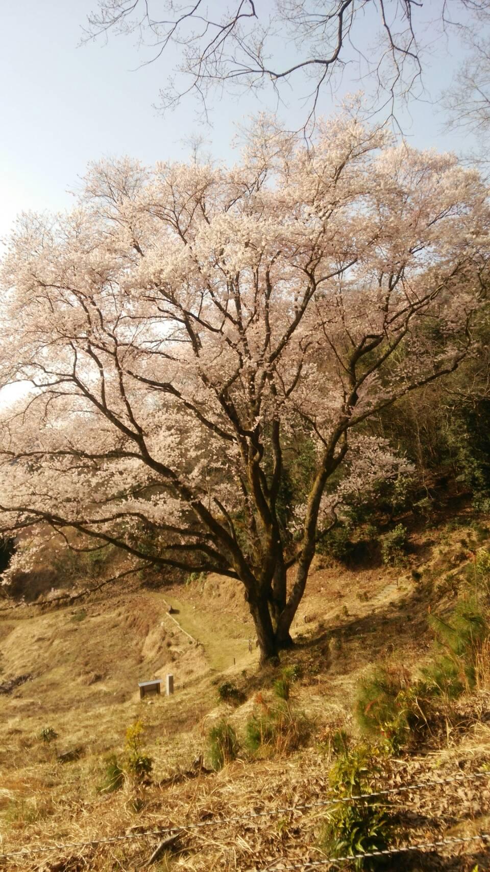 丘にに咲く満開の桜の木の写真