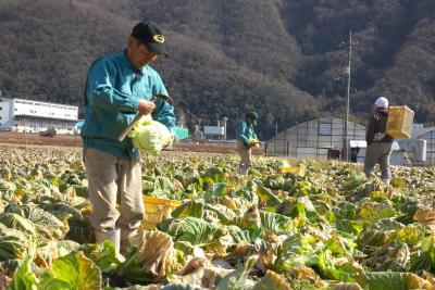 農業関係者の青いジャケットの男性が畑の野菜を収穫している写真