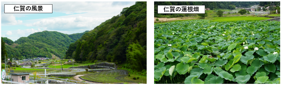 仁賀の風景、レンコン畑