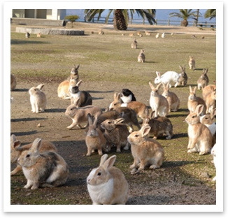 うさぎの楽園